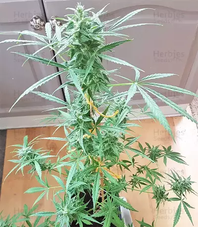 White Widow (Seedstockers) Cannabis-Samen
