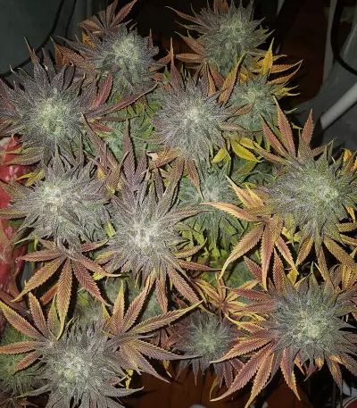 818 Headband