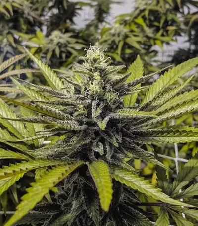 Afghan Hash Plant regular (Barney's Farm) Cannabis-Samen