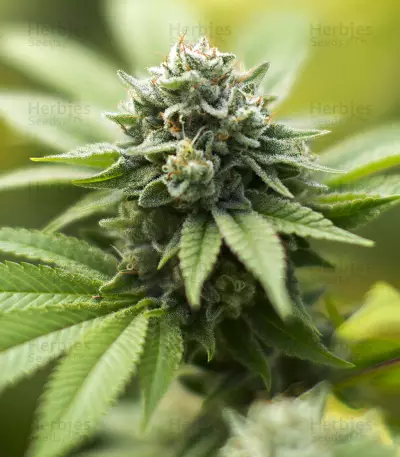 Alien Gorilla (Big Head Seeds) Cannabis-Samen