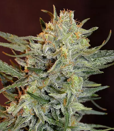 Amnesia Lemon Kush (Garden of Green) Cannabis-Samen