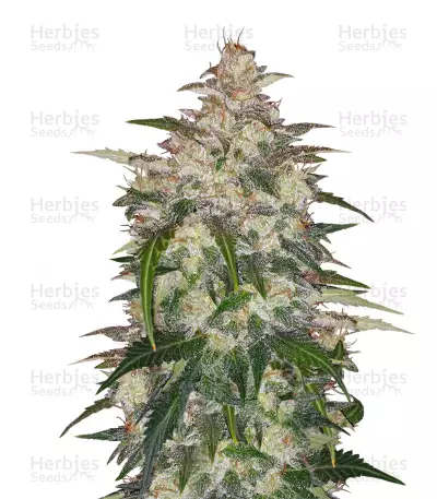 Auto Anubis (Pyramid Seeds) Cannabis-Samen
