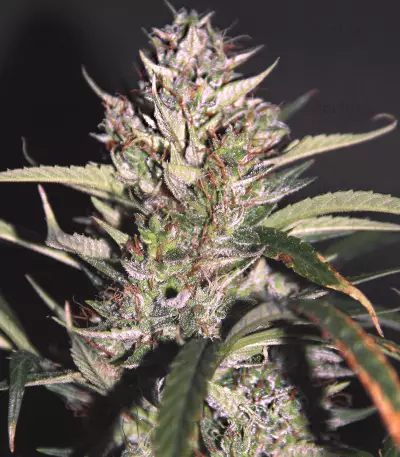 Auto Banana Blaze (Dutch Passion) Cannabis-Samen