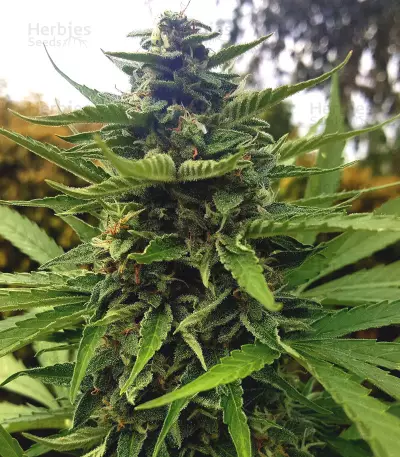 Auto Critical Soma (Advanced Seeds) Cannabis-Samen