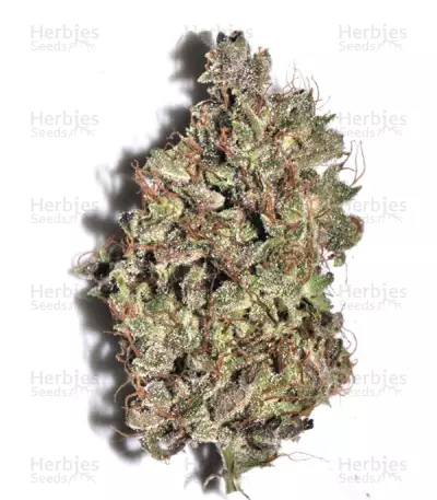 Bangi Haze (Ace Seeds) Cannabis-Samen