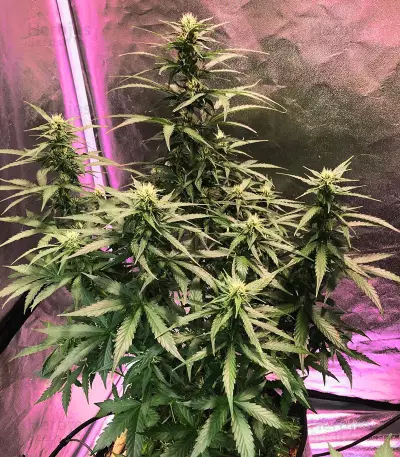 Blackberry Gum Autoflower feminisierte Samen