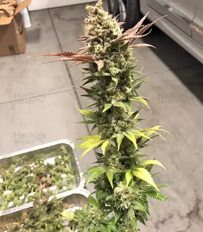 Blueberry Gum strain