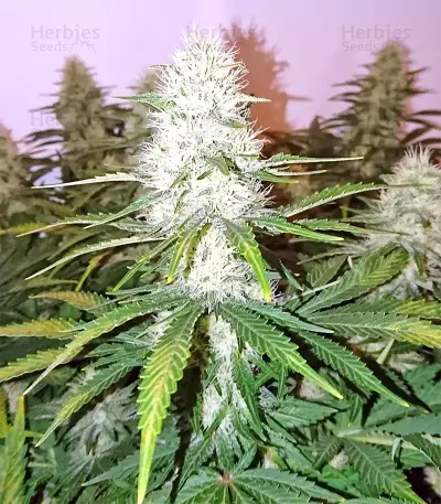 Boulder Bubblegum (Sagarmatha Seeds) Cannabis-Samen