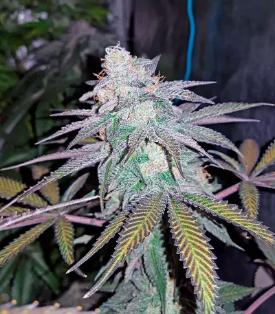 Chocolate Mint OG (Humboldt Seeds Organization) Cannabis-Samen