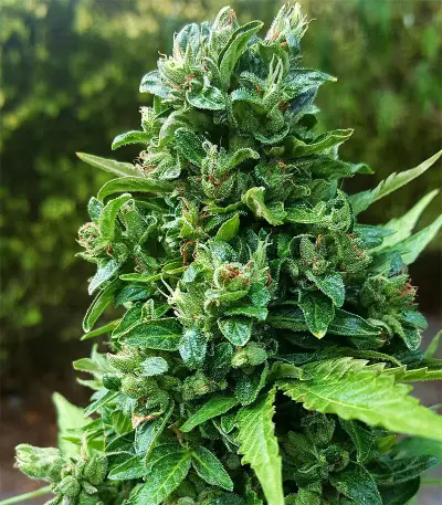 Dinamed CBD Autoflowering (Dinafem Seeds) Cannabis-Samen