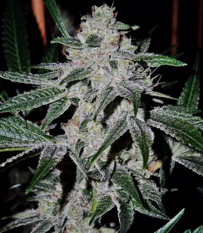 Gorilla (00 Seeds) Cannabis-Samen