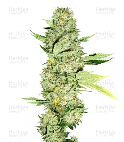 Hash Heaven (Soma Seeds) Cannabis-Samen