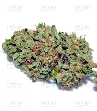 High Mass ASB Giant Auto (Xtreme Seeds) Cannabis-Samen