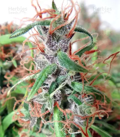 Honduras Regular (Ace Seeds) Cannabis-Samen