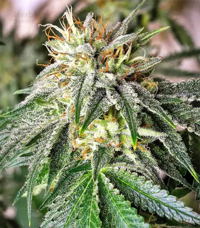 King's Banner regular (Dark Horse Genetics) Cannabis-Samen