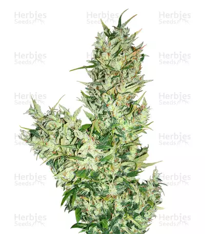 Medicine man Regular (Mr. Nice Seedbank) Cannabis-Samen