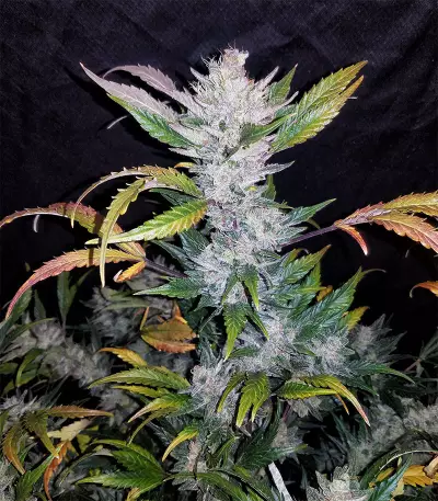 Mexican Sativa (Sensi Seeds) Cannabis-Samen