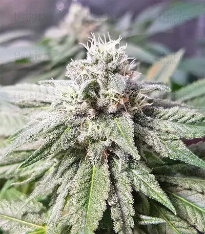 Pineapple (Seedstockers) Cannabis-Samen