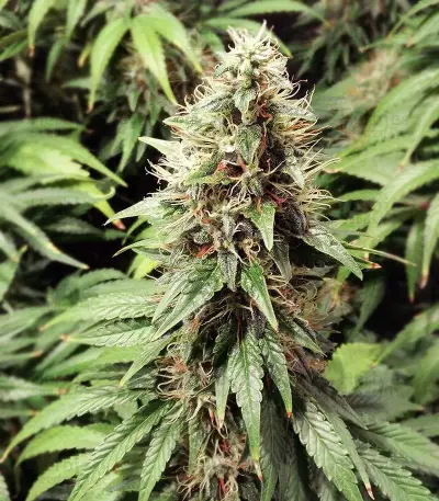 Princess Haze Regular (Brothers Grimm Seeds) Cannabis-Samen