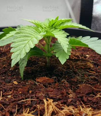 Purple Punch (Seedstockers) Cannabis-Samen