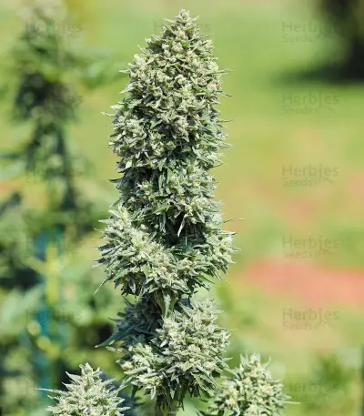 Royal Cookies Automatic (RQS) Cannabis-Samen