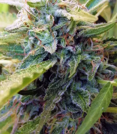 Sapphire Scout (Humboldt Seeds Organization) Cannabis-Samen