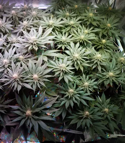 Sherbert Dab (Big Head Seeds) Cannabis-Samen