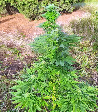 Super Skunk Autoflower (Seedstockers) Cannabis-Samen