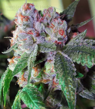 The OG #18 (Reserva Privada) Cannabis-Samen