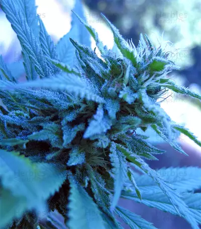 Violeta Regular (Ace Seeds) Cannabis-Samen