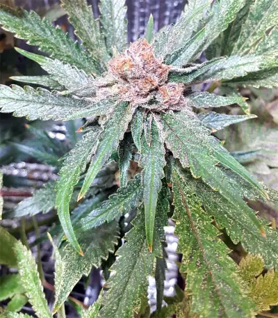 White Critical (White Widow +) (Original Sensible Seeds) Cannabis-Samen