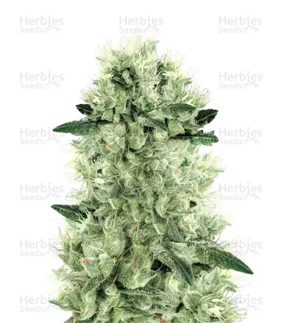 White Haze Regular (White Label) Cannabis-Samen