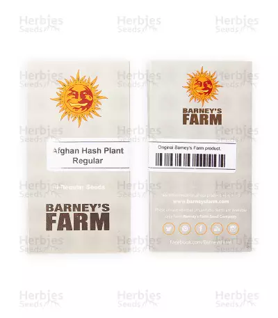 Afghan Hash Plant regular (Barney's Farm) Cannabis-Samen