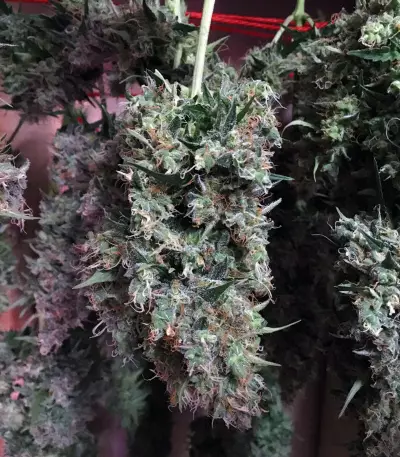 AK420 Autoflower strain