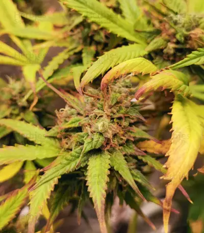 Blue Tease Auto (Dr. Krippling Seeds) Cannabis-Samen