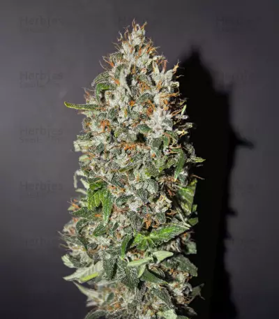 Californian Gold (Paradise Seeds) Cannabis-Samen