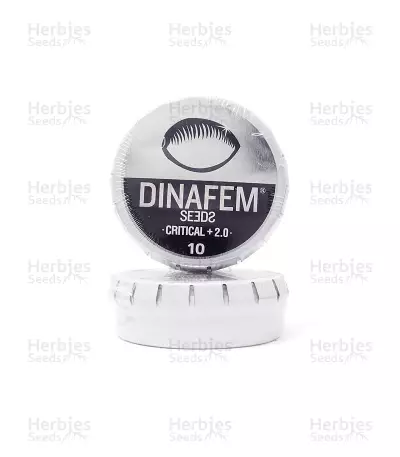 Critical + 2.0 (Dinafem Seeds) Cannabis-Samen