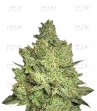 Jacky White (Paradise Seeds) Cannabis-Samen