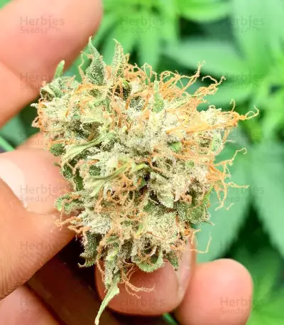 Northern Lights x Big Bud Auto (Expert Seeds) Cannabis-Samen