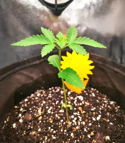Original Glue (Nirvana Seeds) Cannabis-Samen