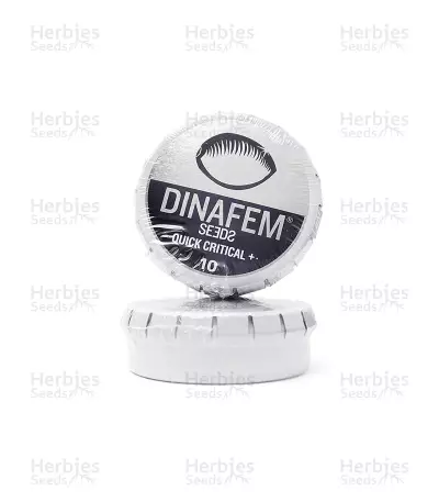 Quick Critical + (Dinafem Seeds) Cannabis-Samen