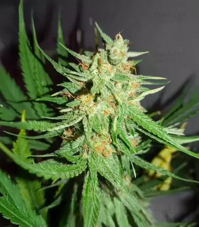 3 Bears OG Auto (Mephisto Genetics) Cannabis-Samen