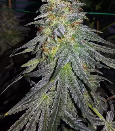 Bruce Banner #3 feminisierte Samen (Original Sensible Seeds)