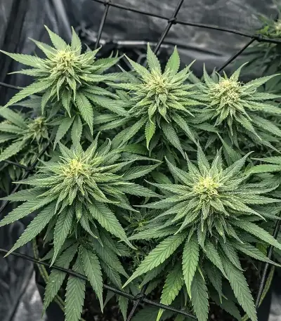 CBD D Diesel (CBD Botanic Seeds) Cannabis-Samen