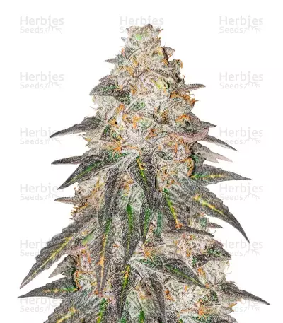 Fem Mix Pack #1 feminisiertes Saatgut von Herbies Seeds
