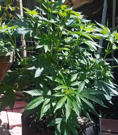 Fire OG Kush (Big Head Seeds) Cannabis-Samen