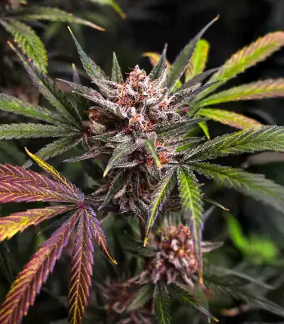 Frostbanger Auto feminisierte Samen (Fast Buds)
