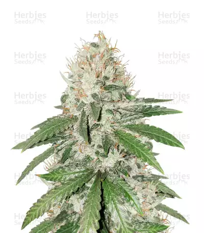 Gorilla Girl (Sweet Seeds) Cannabis-Samen