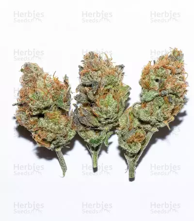 Granny Candy feminisierte Samen (Humboldt Seed Company)
