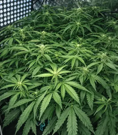 Mango Bubble Cloud (Dr. Krippling Seeds) Cannabis-Samen